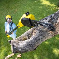 Reliable Colstrip, MT Tree Removal Services Solutions