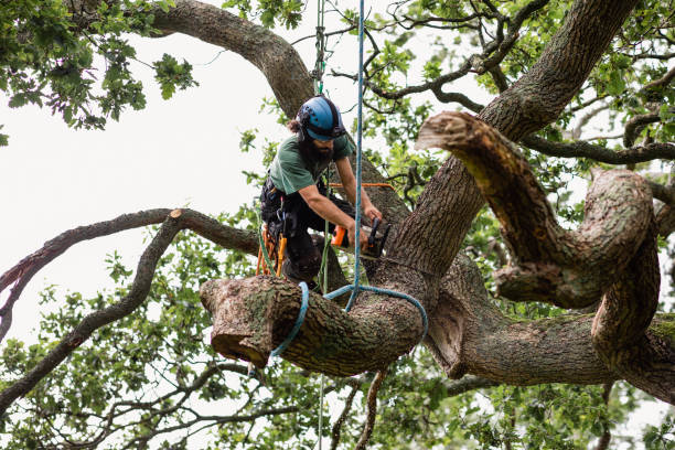 Best Tree Disease Treatment  in Colstrip, MT