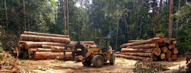 How Our Tree Care Process Works  in  Colstrip, MT